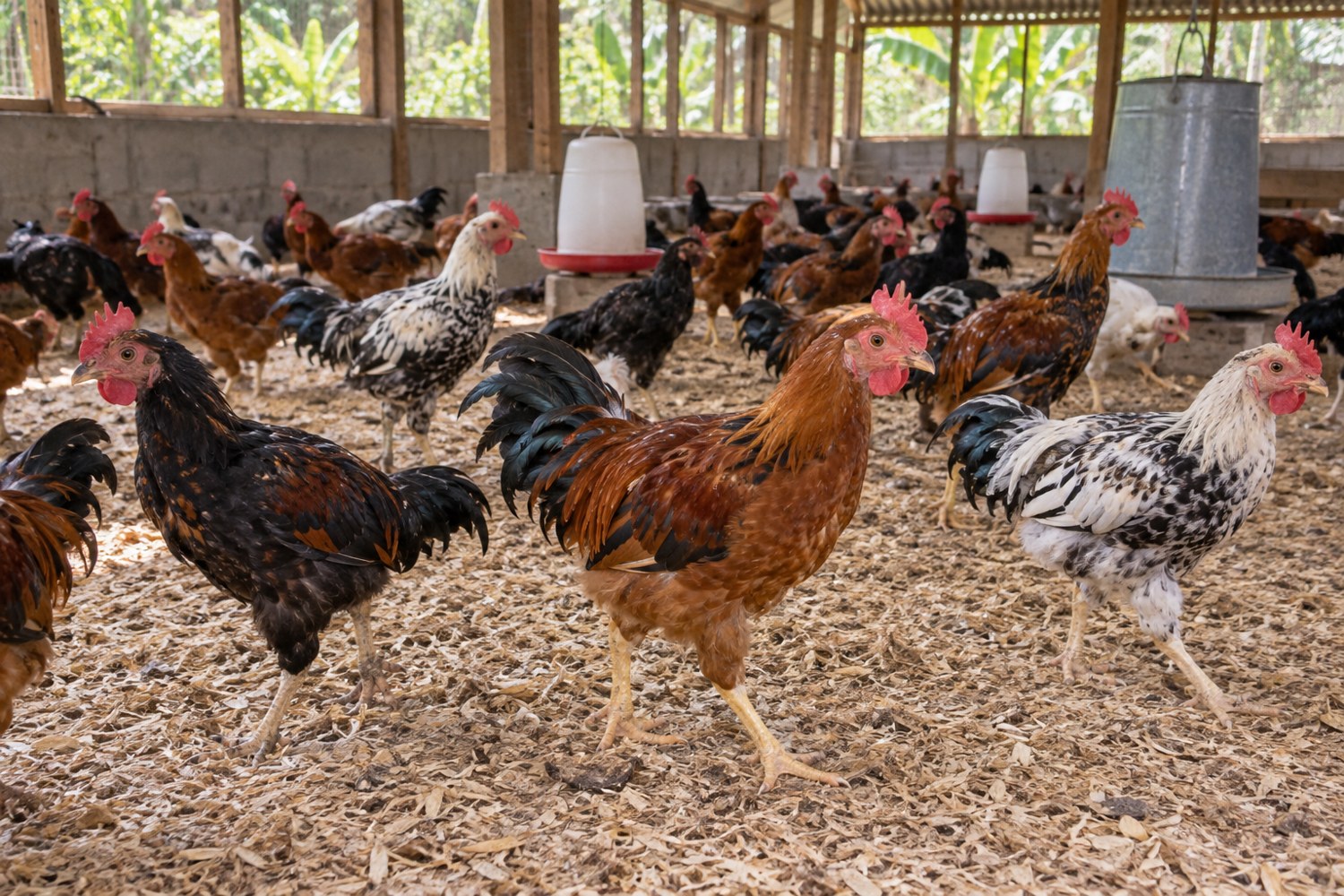 Young male chickens with varied plumage in a poultry pen